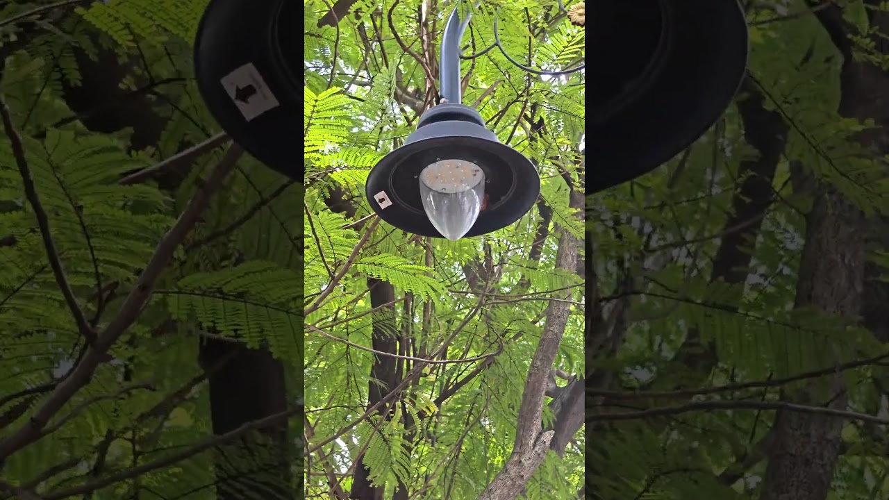 🌿✨ A hidden green escape on the highway – 📍 Teen Hath Naka’s little gem! 🌸 