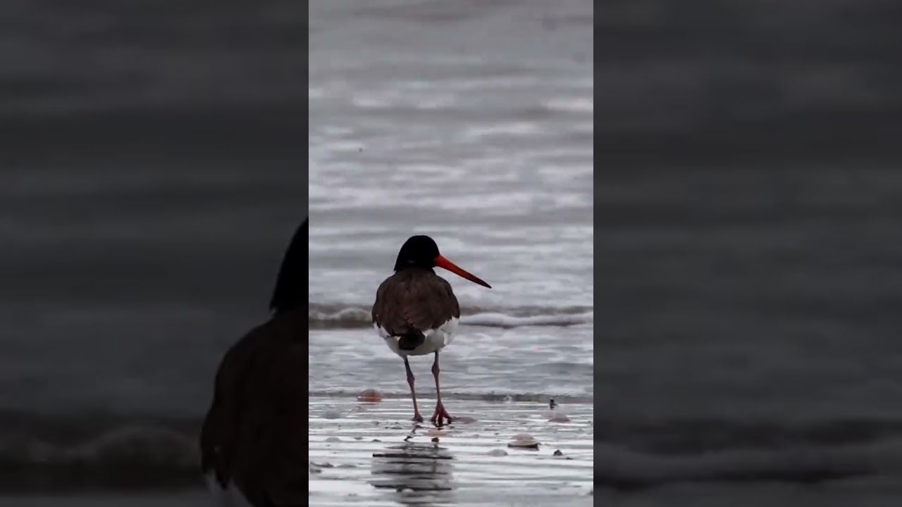 Eurasian oystercatcher 