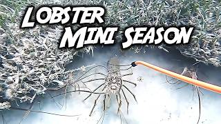 Florida Keys Lobster Mini Season | How To Do It and Stay Safe Langostene