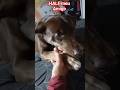 #HALF UM AMIGO VERDADEIRO E PARA SEMPRE 🐕‍🦺🥰❣️ #half #pets #cãozinho #vidanaroça #doguinho