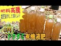 【液肥自作】肥料高騰!!液肥を自作して備えましょう!!0円で出来るドクダミ有機液肥の作り方
