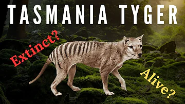 THYLACINE - Full history, Extinction, Sightings, De Extinction