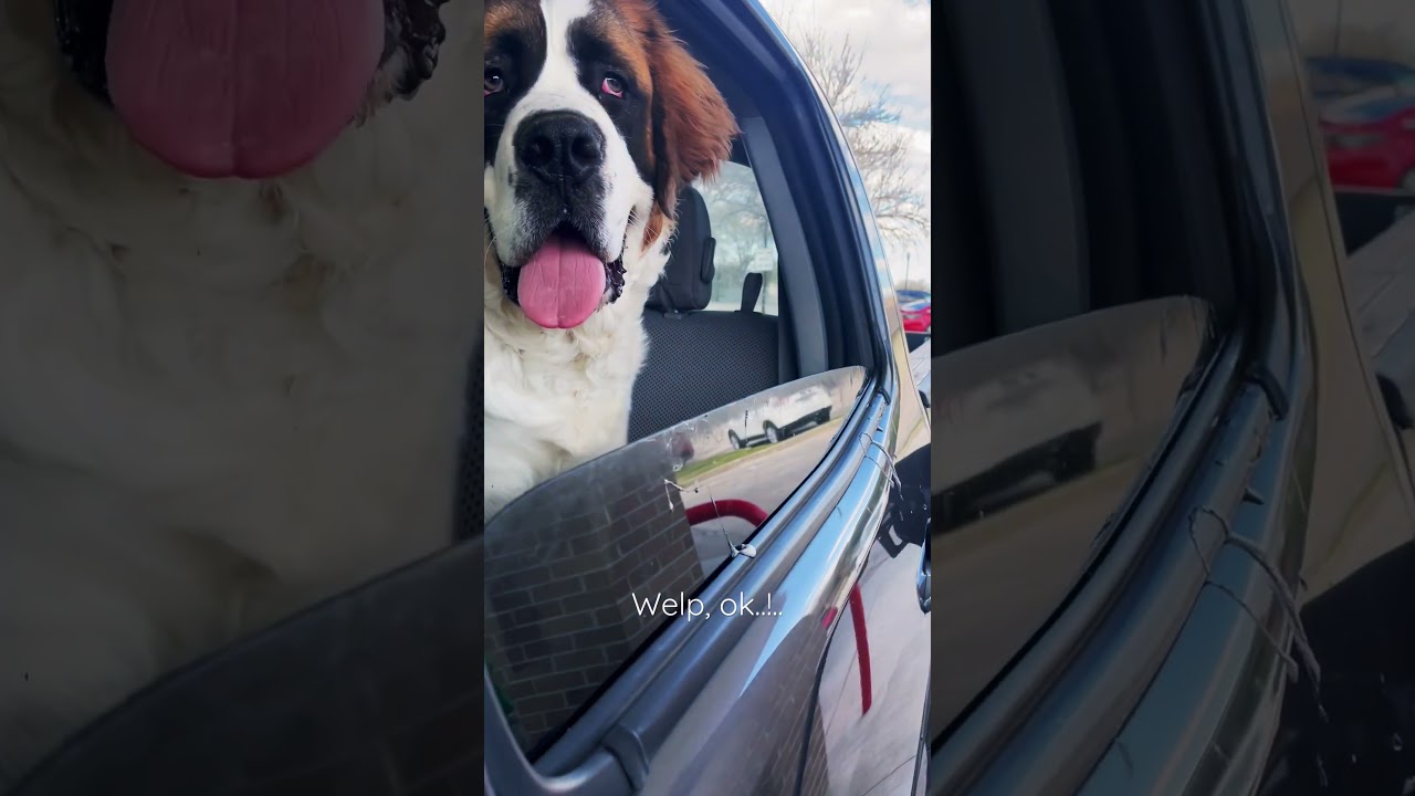 Saint Bernard Drool: EVRYWRRE!! 