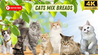 Cats Mix Breads | Animals Simple videos | Beauty of universe by What have in universe 12 views 8 months ago 13 minutes, 35 seconds