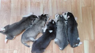 Siberian Husky(Mishka) Gave Birth To Cute Little Huskies - Any Name Suggestions For Husky Babies?