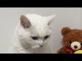 🔴Cat Live🇯🇵寝顔配信😴2026 #live #cat #scottishfold #猫 #قطة #кот #kucing #बिल्ली #gato #고양이