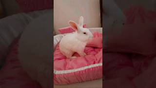 Im the Naughty Bunny? | Aao kuch masti ho jaye?shortfeed rabbit rabbitlifestyle trendingshorts