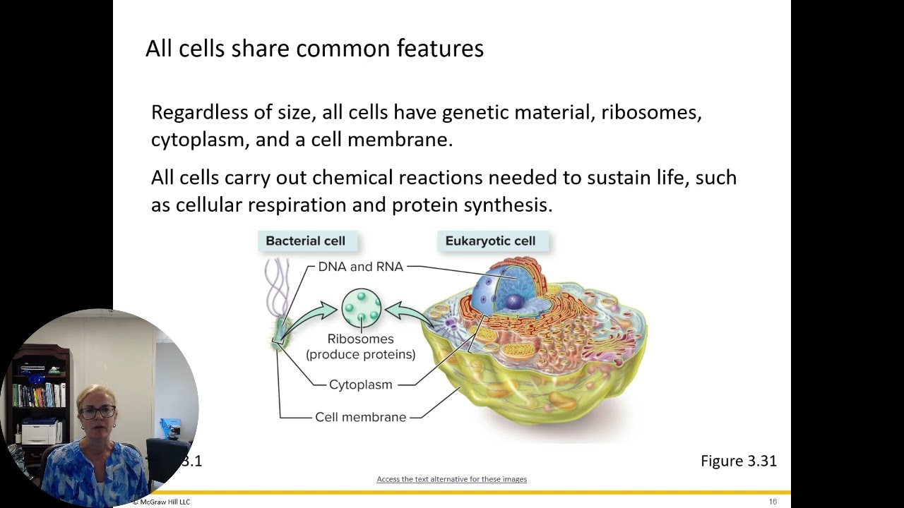 Variation in Cell Size
