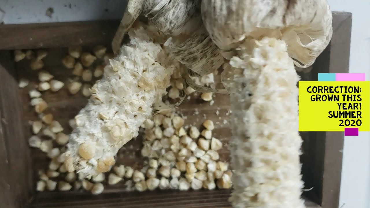 How to Save Corn Seeds! YouTube