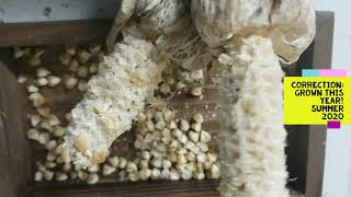 How to Save Corn Seeds!