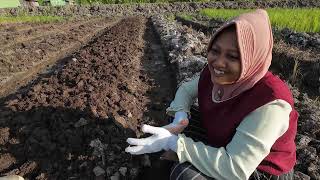 DITINGGAL SUAMI KERJA DI LUAR, BU DIDIK TETAP SEMANGAT GARAP LAHAN; CERITA WARGA TRANSMIGRASI SP10