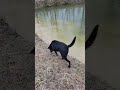 boo boo swimming 1