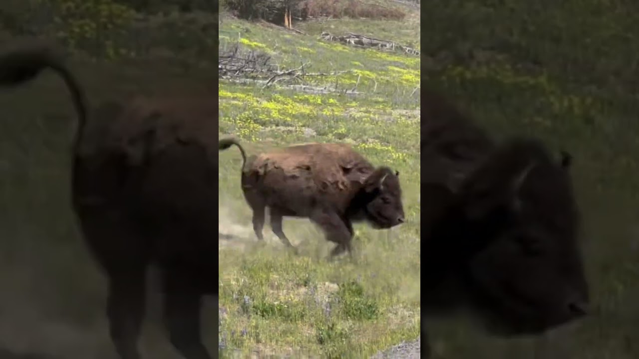 HUGE Bison Stampede!