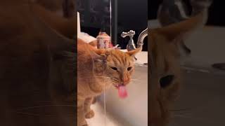 Cat videows compilation 6  #cat #cats #catshorts #catlover #catlovers #catvideos