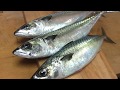 鯖のさばき方～しめ鯖の作り方と握り 寿司屋の仕込み how to fillet a mackerel and make sushi and shimesaba