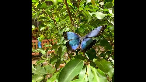 Krohn Conservatory hosts annual butterfly show, Mar. 23 - Jun. 16