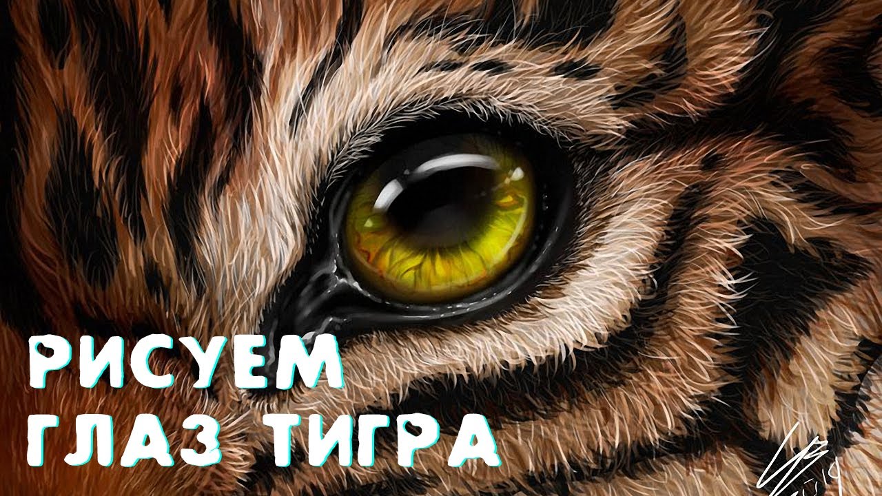 Глаз тигра видео. Глаза тигра рисунок. Игра Тигриный глаз. Жестокий взгляд тигра. Глаза тигра референс.