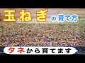 #1.玉ねぎの育て方【種まき〜発芽まで】