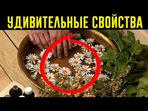 Этот старинный рецепт из РОМАШКИ поможет сосудам, печени, сердцу, при цистите!