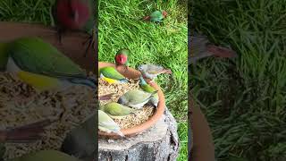 Yellow Winged Pytilia Red Masked Astrild Female Pytilia Hypogrammica