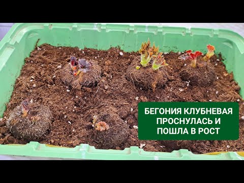 КЛУБНИ БЕГОНИИ ПРОСНУЛИСЬ И ПОКАЗАЛИ НОВЫЕ ПОБЕГИ. ЛЁГКИЙ СПОСОБ ПРОБУДИТЬ БЕГОНИЮ ПОСЛЕ ПОКОЯ.