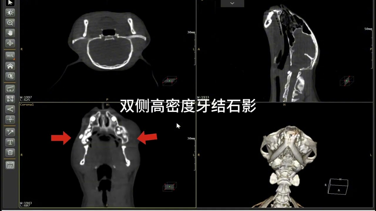 Case Briefing of Periodontal Disease Detected by Numen X512 Vet CT