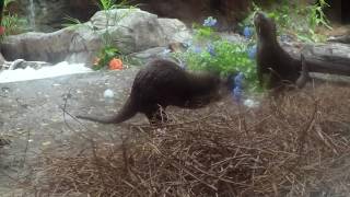 World Otter Day | SeaWorld Orlando