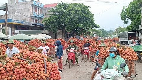 vải thiều lục ngạn giá vải Thanh Hà Vải Muộn mới nhất ngày 29/6/2022 tại ngã Ba Tân Hoa lục ngạn