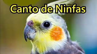 Ninfa / Cacatúa 🐤 Canto y Sonidos de Ninfas 🐤 Canto de Cacatua  🐤 HIGH / Cockatiel bird