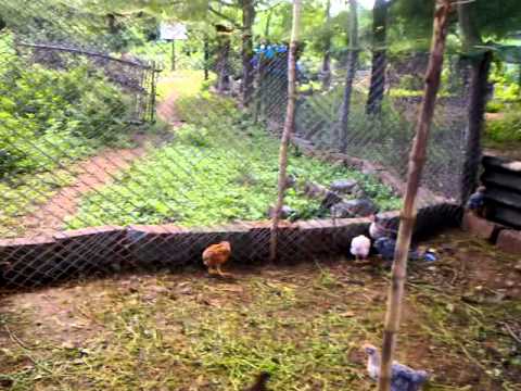 Backyard Poultry Equipment For Organic Chick Rearing Youtube