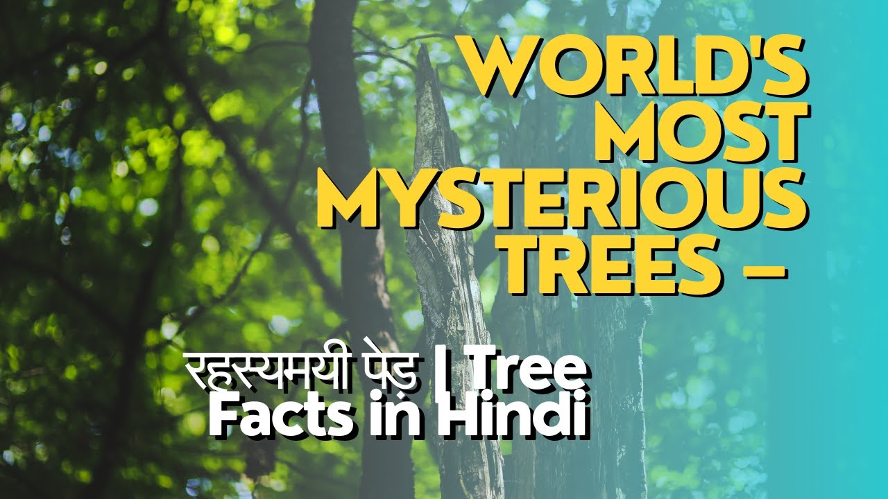 The World's Most Mysterious Trees | Duniya Ke Sabse Rahasyamayi Ped | Jungle Tree Facts in Hindi