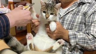 住職の朝ごはんを撮り忘れたので猫の爪切り動画をつけました。