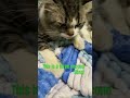 This Is A Three Second Song Helpmemakethismakesense Cat Short Catshort This Is A Three Second Song Helpmemakethismakesense Cat Short Catshort