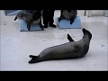 おたる水族館の生き物たち 2019年10月31日 Otaru Aquarium