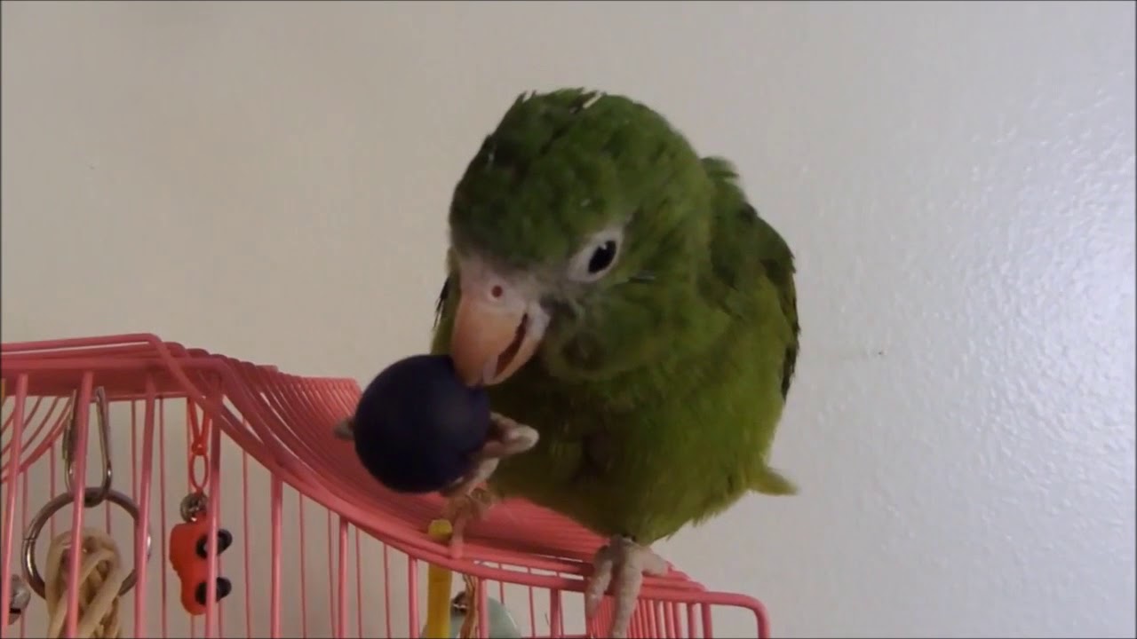 My White Winged Parakeet Creative Flower Youtube
