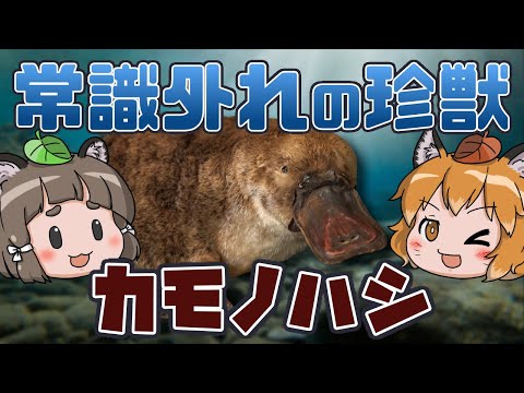 【ゆっくり解説】常識はずれの珍獣！？カモノハシ【へんないきもの#66】