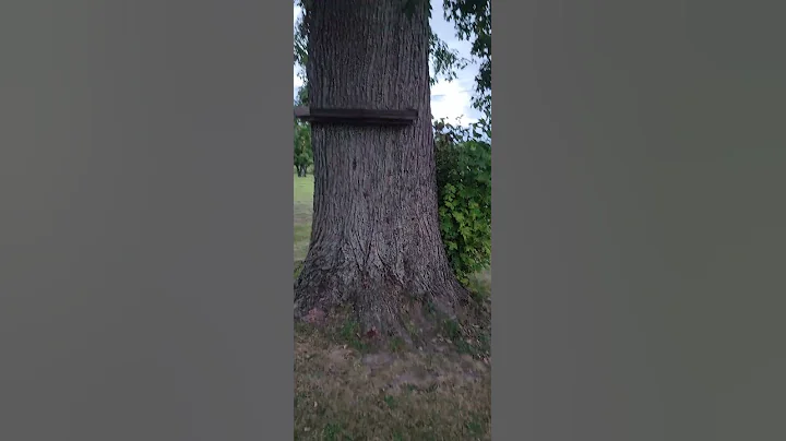 PH CAN'T GET AWAY FROM ME FAST ENOUGH #chipmunk #ph #funny #strange #comedy #cute #nature #wildlife