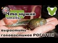 Как выращивать головастиков рогаток?