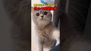 目が離せない〜/// #猫 #cat #cats #cute