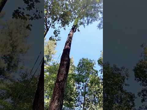 affordable tree service near me