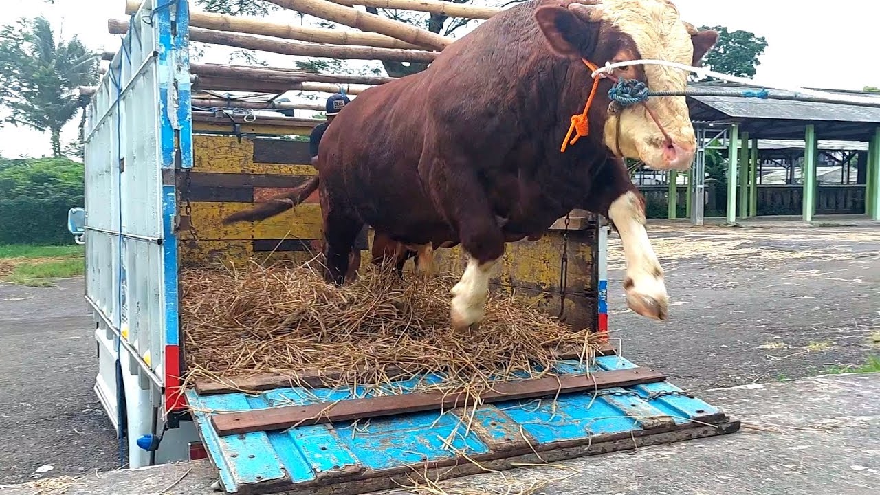 КОРОВА ЗЛИТ, КОГДА ВЫСОКИЙ ГРУЗОВИК ДОЛЖЕН СДЕЛАТЬ ПАНИКУ ️