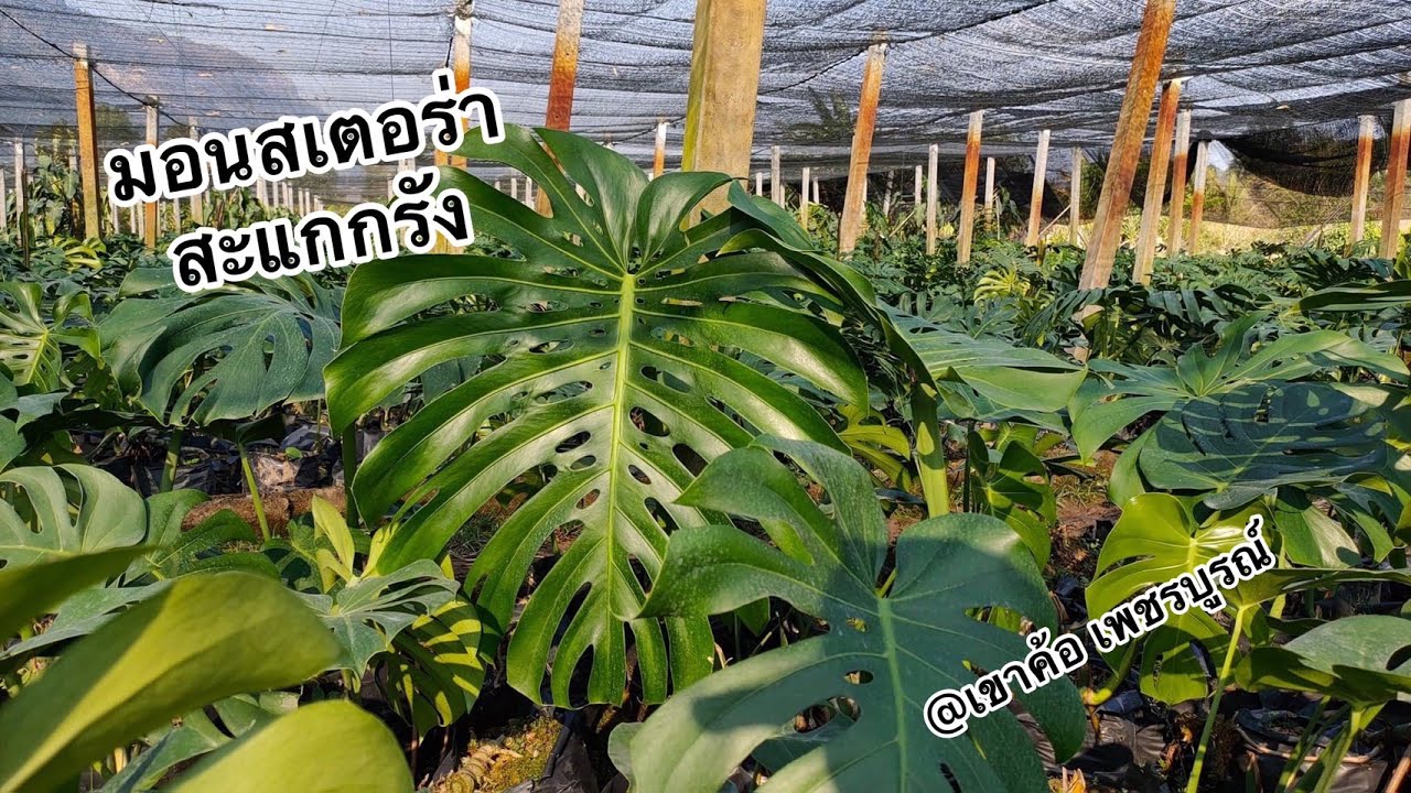 พาทัวร์สวน Monstera สะแกกรัง @เขาค้อ เพชรบูรณ์
