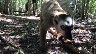 Lemurs Drinking from a Snail Shell in Madagascar Red-fronted lemur (Eulemur rufifrons) drinking from a forest snail shell in the Kirindy Forest Preserve in Madagascar.