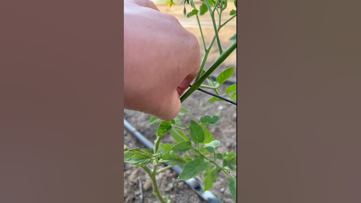 🍅 How to Easily Prune Tomato Plants — Step by Step!