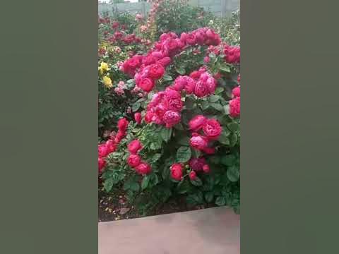 Аскот в цвіту - YouTube