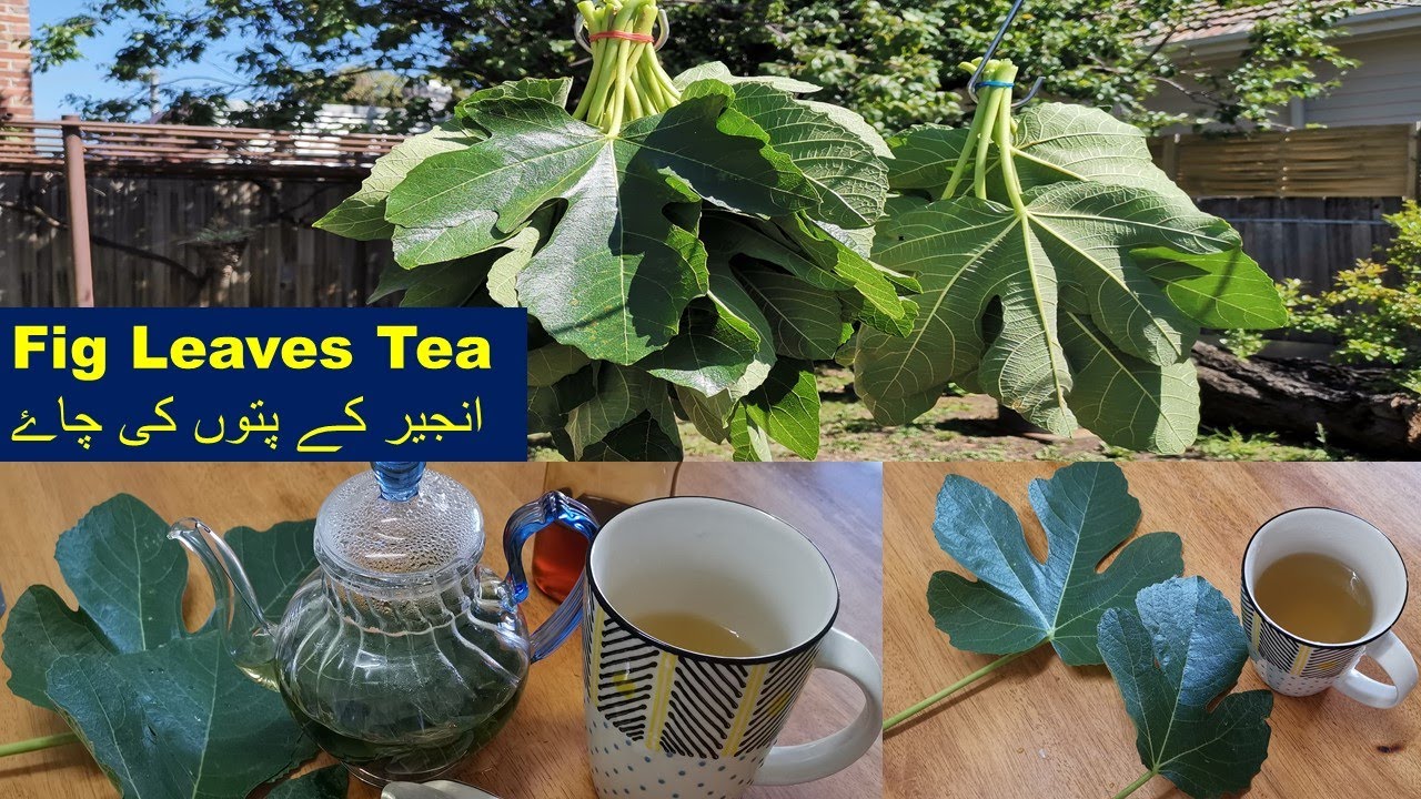 Organic Fig leaf Tea and its benefits Tasty food book YouTube