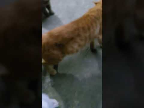 Cat lovers.Hujan pagi dan kucing liar dalam gang 