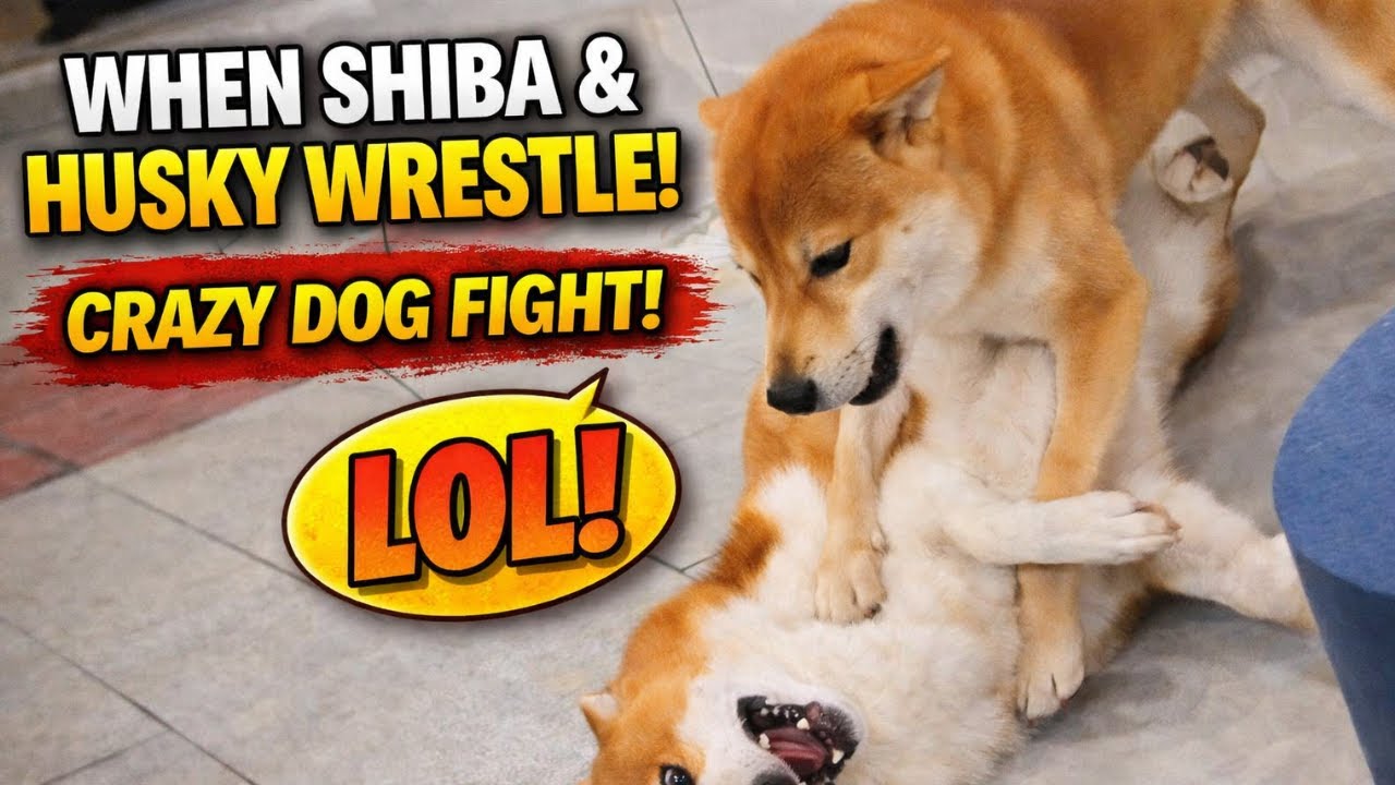 Are Huskies Really Stupid? 😳 Yes… and That’s Why They’re Hilarious! 🐺😂