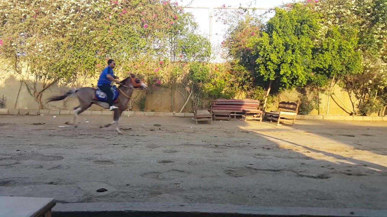 speediness horse speediness horse