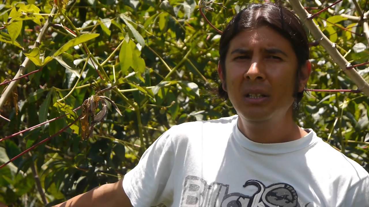 Finca La Flor (La Flor de Paraiso - Cartago)